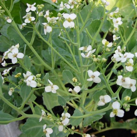 Crambe maritima