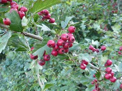 Crataegus monogyna   