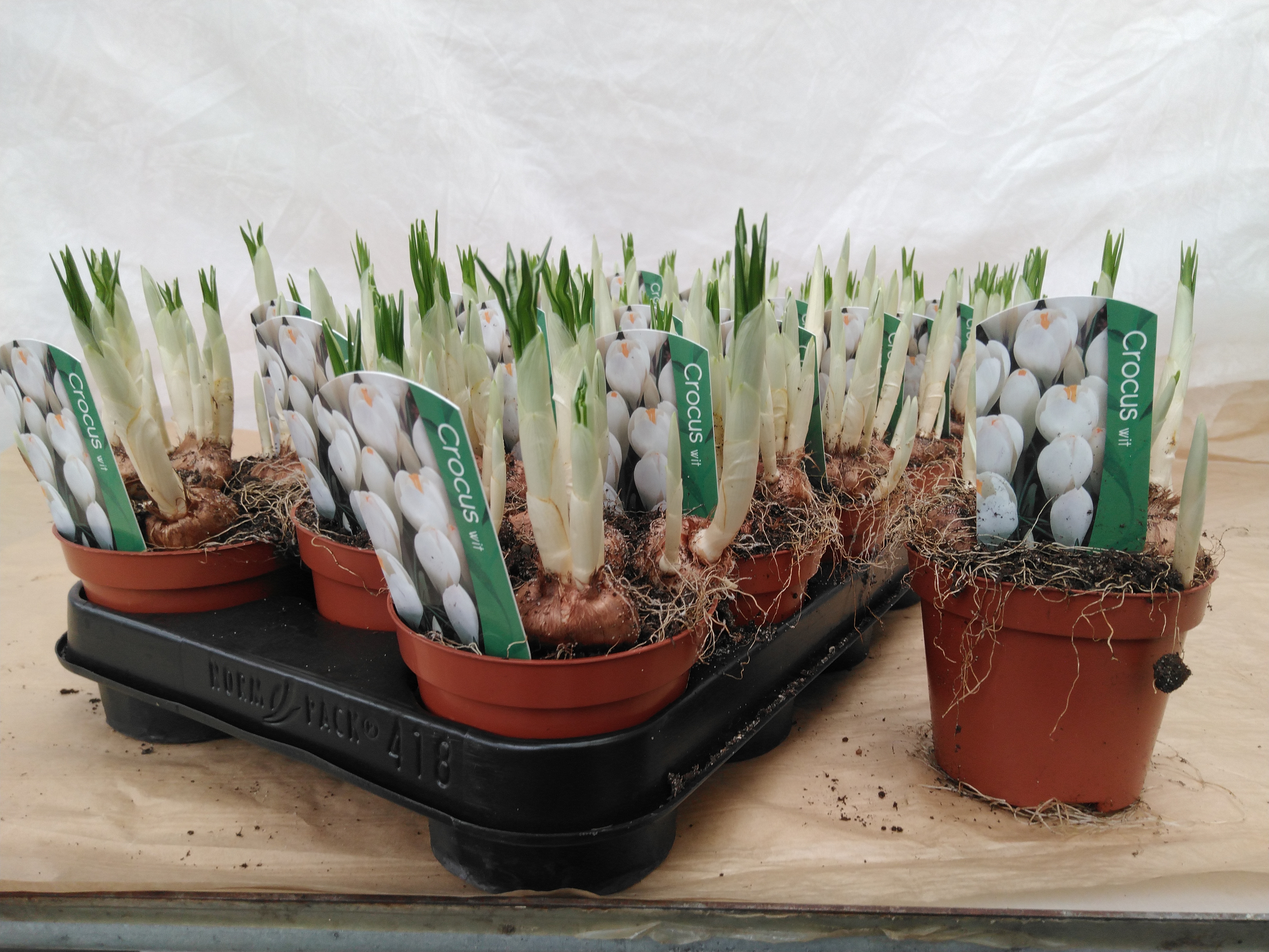 Crocus in kleuren in pot  P 9 cm