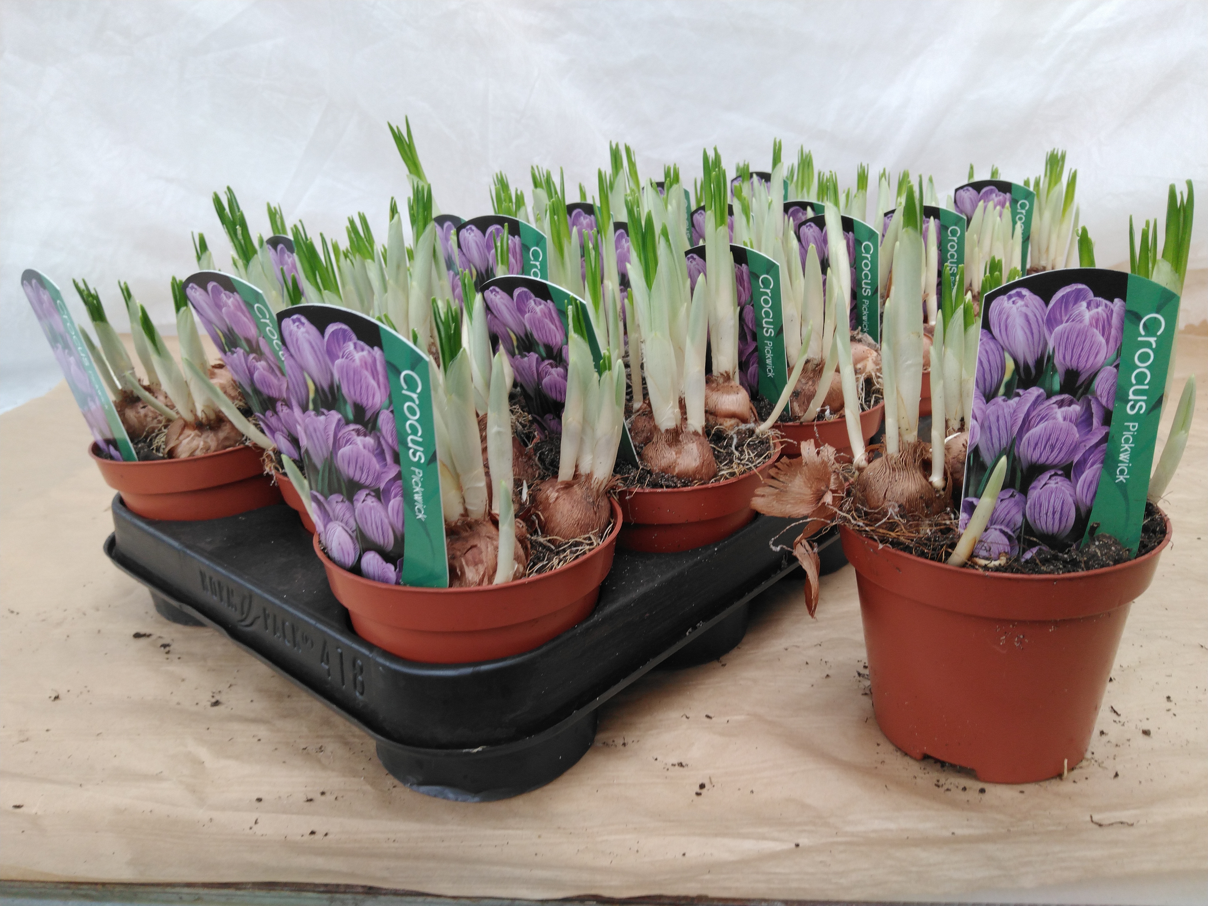 Crocus in kleuren in pot  P 9 cm