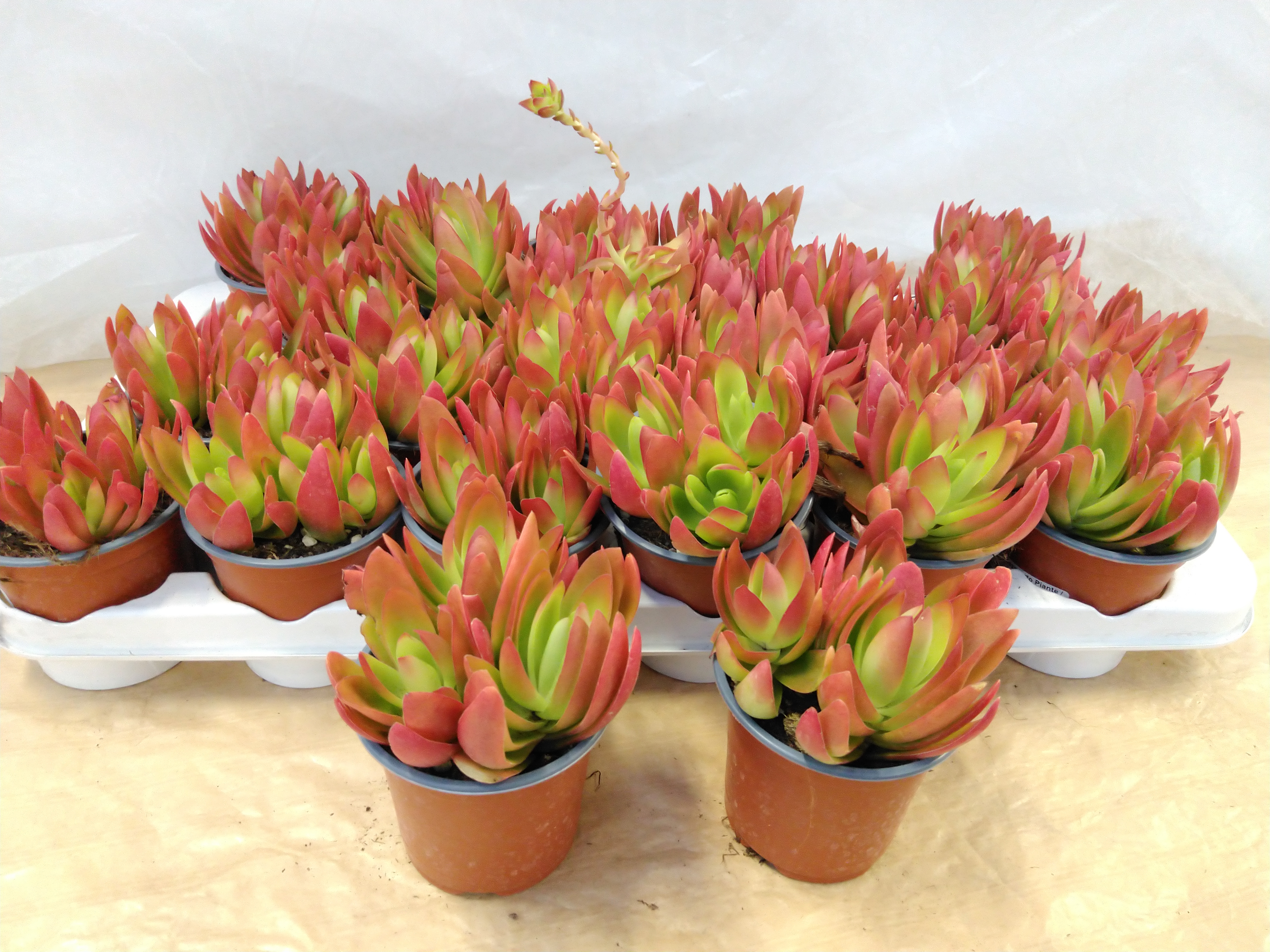 Crassula 'On Fire'