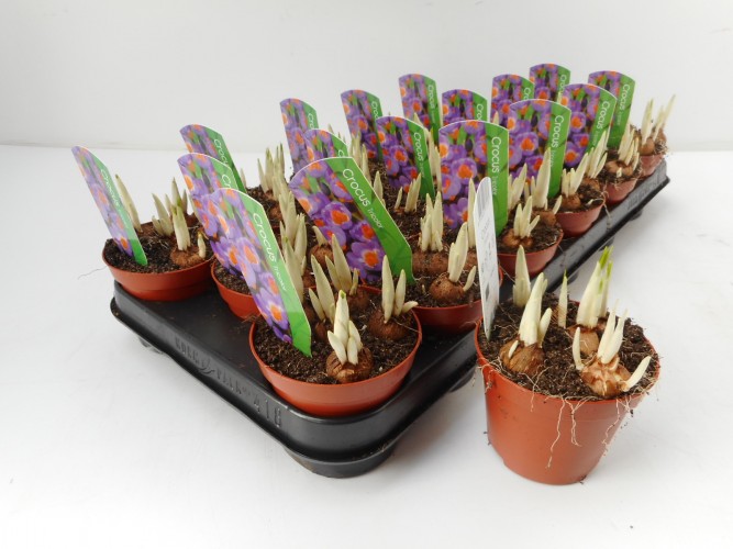 Crocus Tricolor