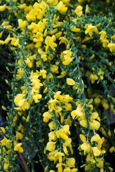 Cytisus sco. 'Golden Tears' Cytisus sco. 'Golden Tears'