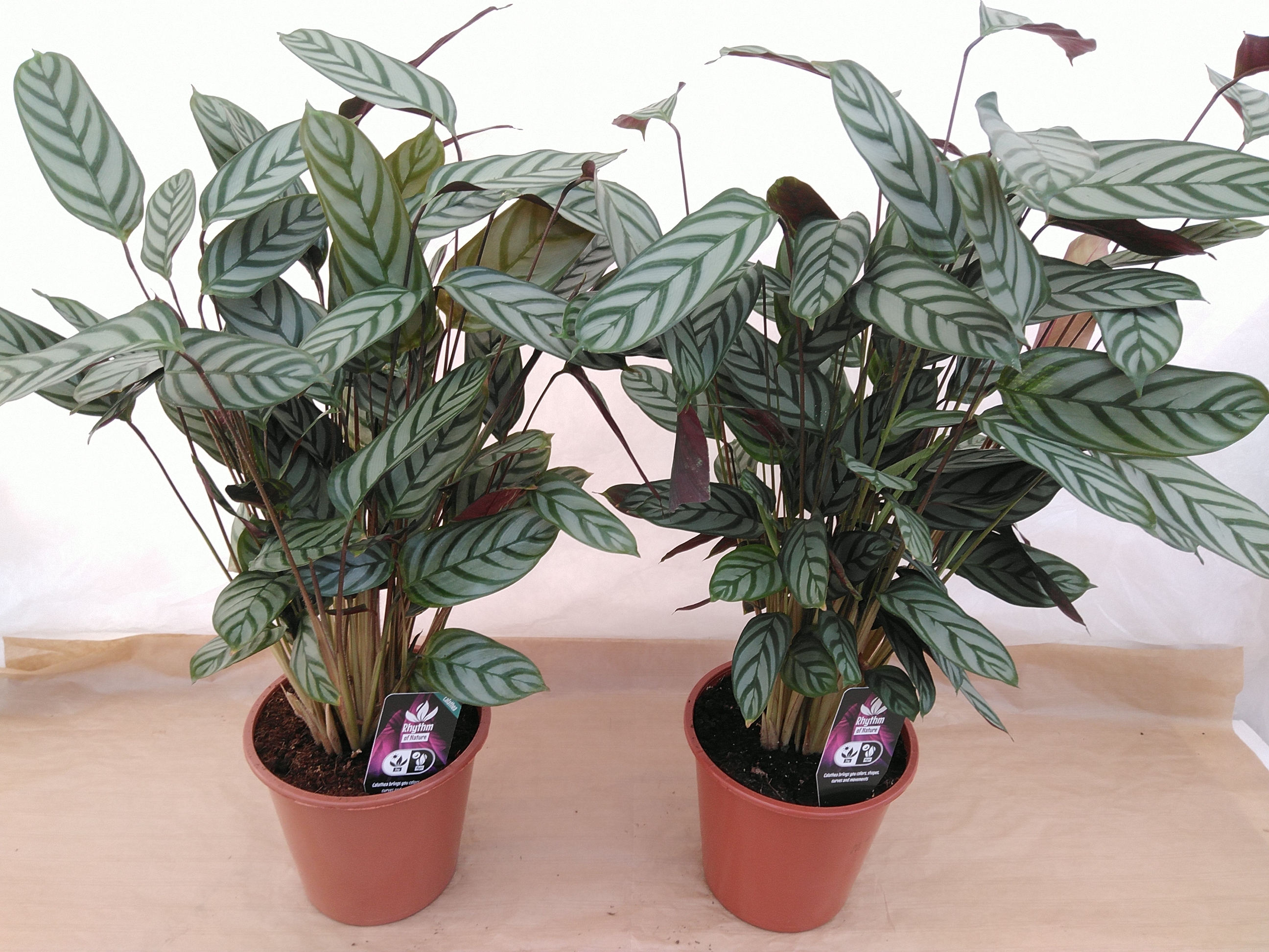 Ctenanthe setosa 'Compactstar' Ctenanthe setosa 'Compactstar'