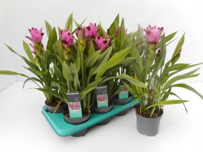 Curcuma alism. 'Siam Splash'