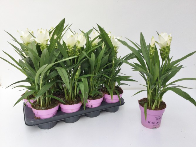 Curcuma alism. 'White Splash'
