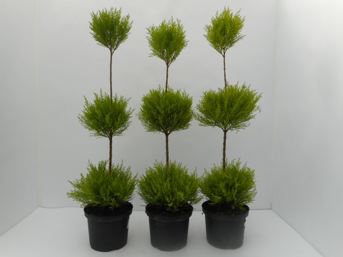 Cupressus macro. 'Goldcrest Wilma' BOL+BOL stam