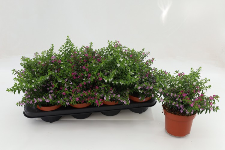 Cuphea hyssopifolia 'Carnaval' kleurenmix Cuphea hyssopifolia 'Carnaval' kleurenmix