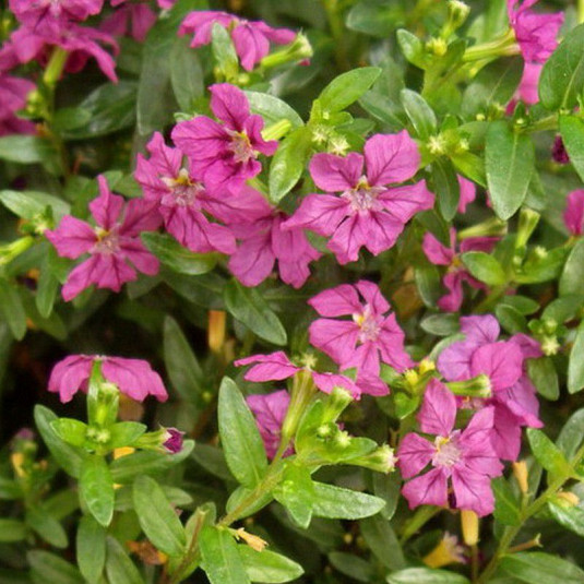Cuphea hyssopifolia 'Rubra' Cuphea hyssopifolia 'Rubra'