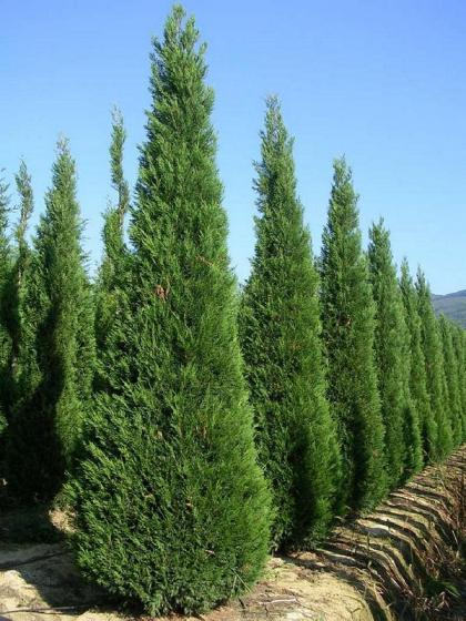 Cupressocyparis leylandii '2001'