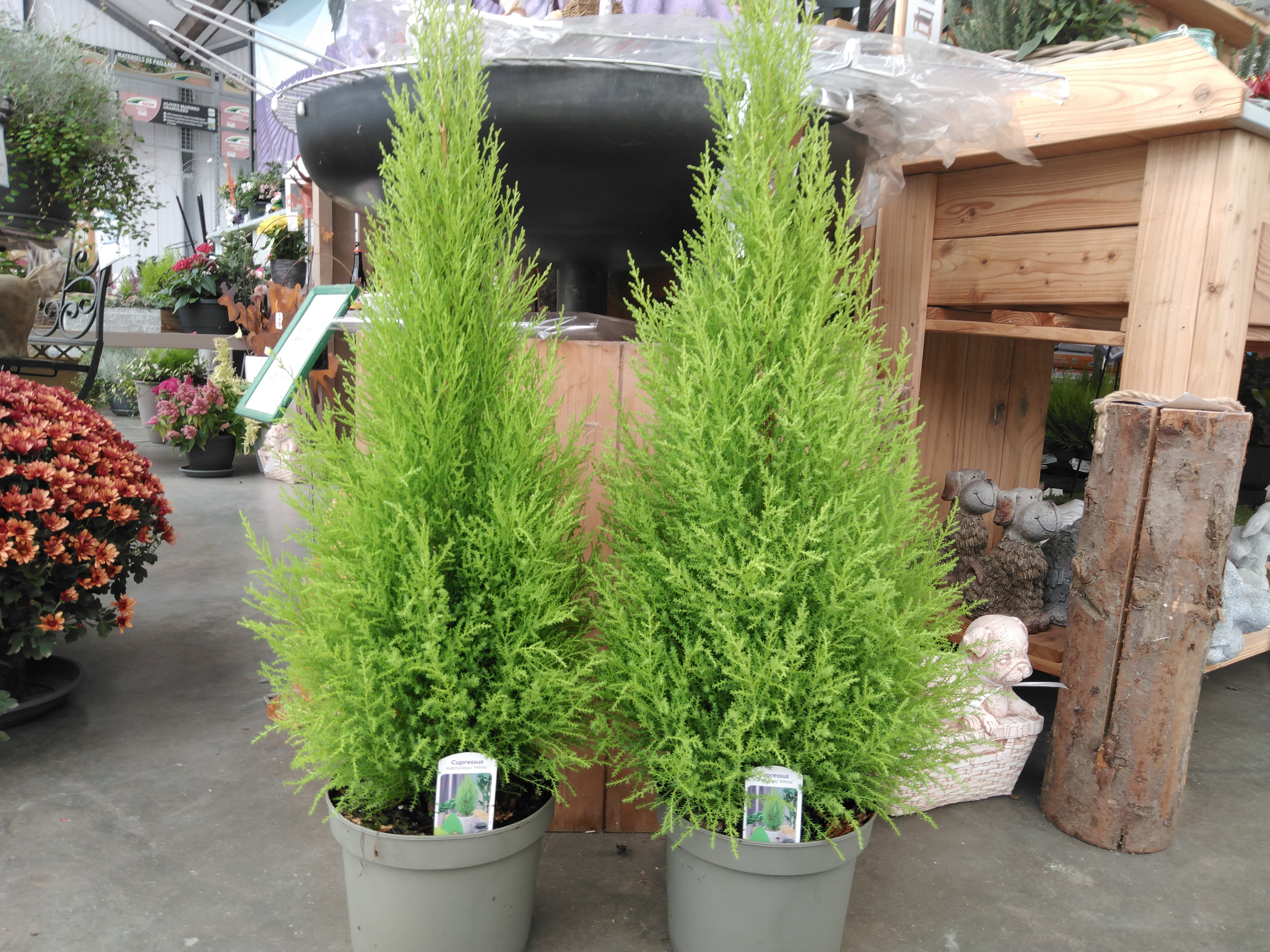 Cupressus mac. 'Goldcrest Wilma'