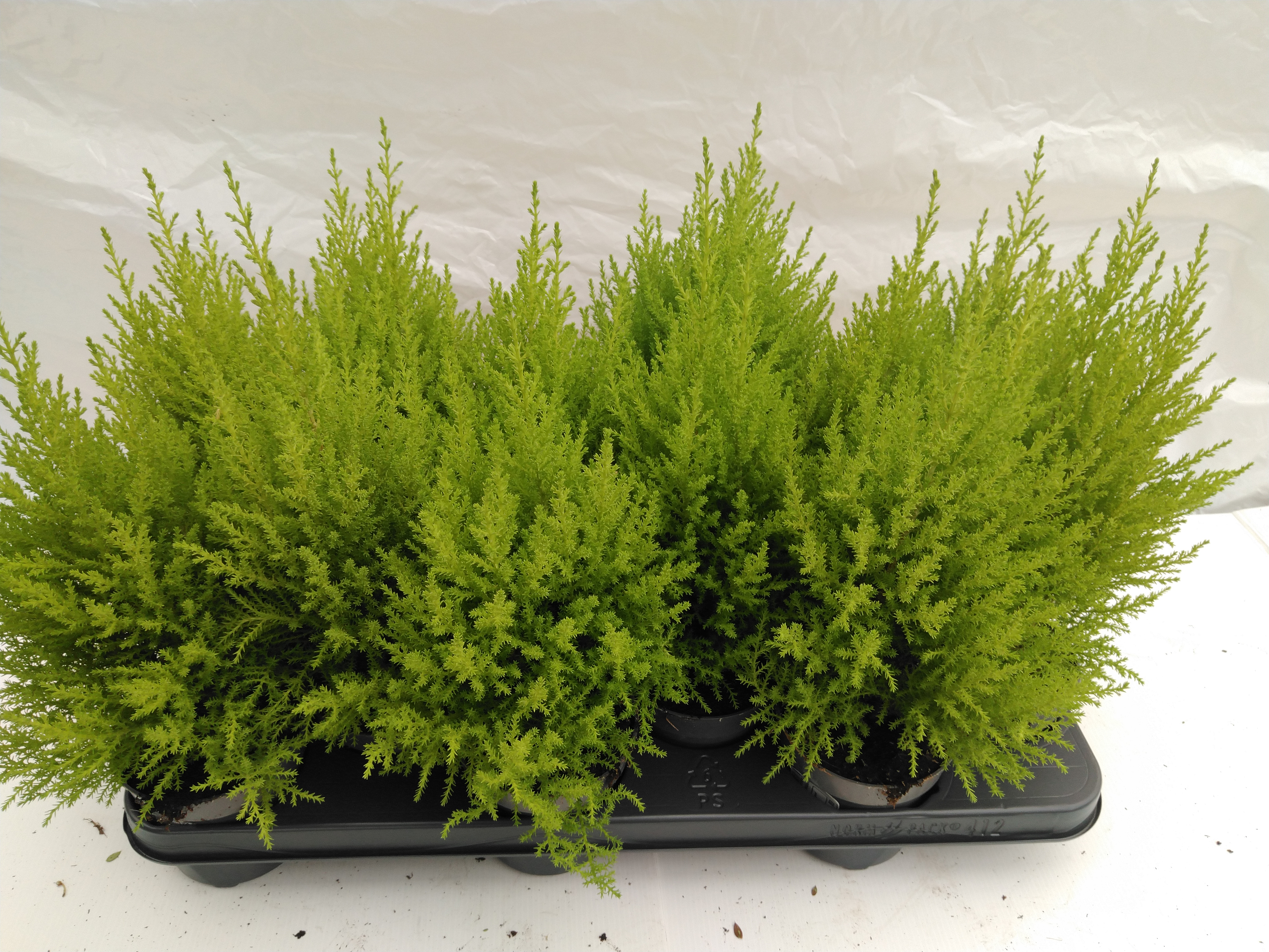 Cupressus mac. 'Goldcrest Wilma'