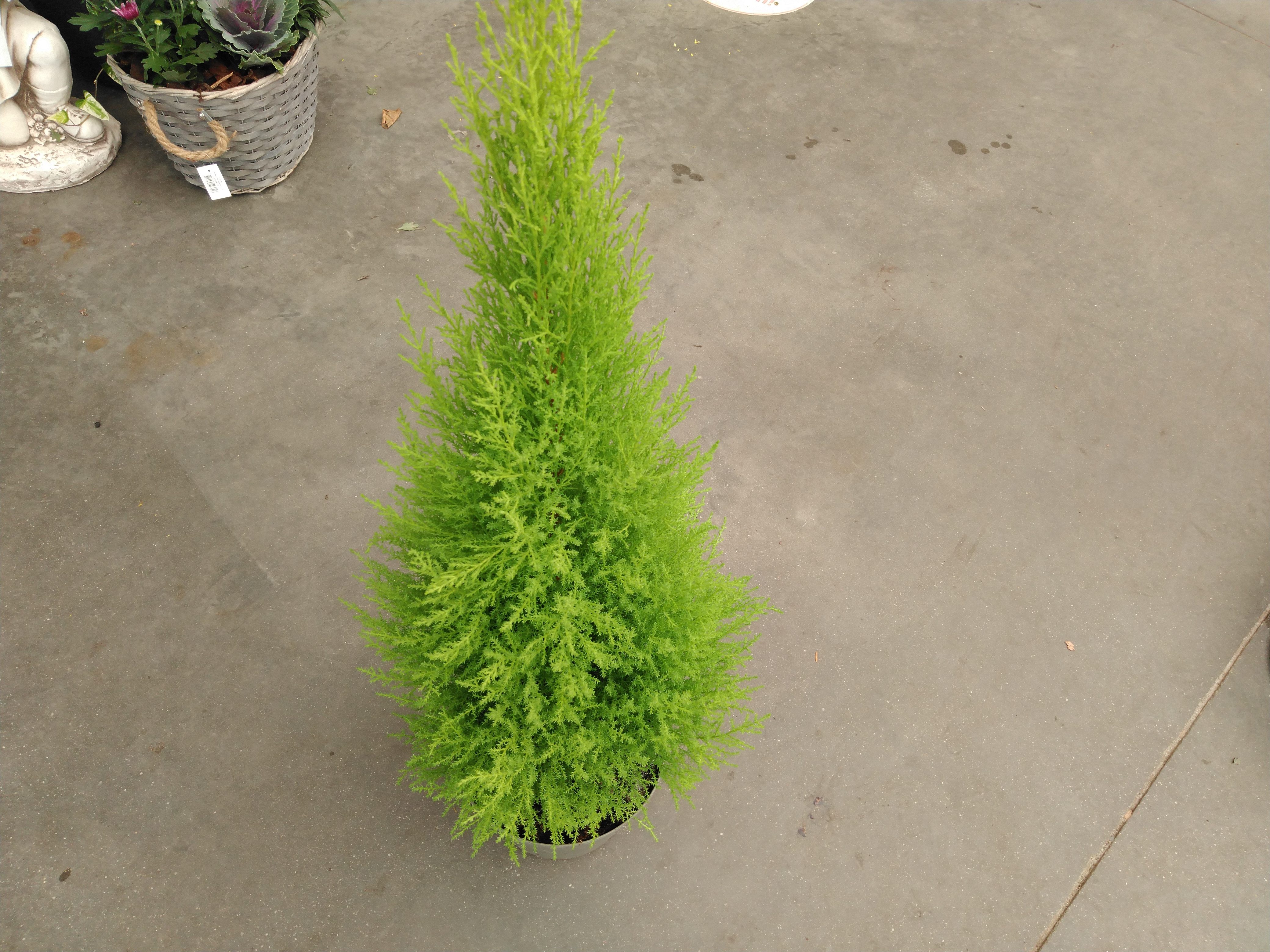 Cupressus mac. 'Goldcrest Wilma'