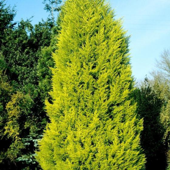 Cupressus macro. 'Goldcrest Wilma' Pyramide