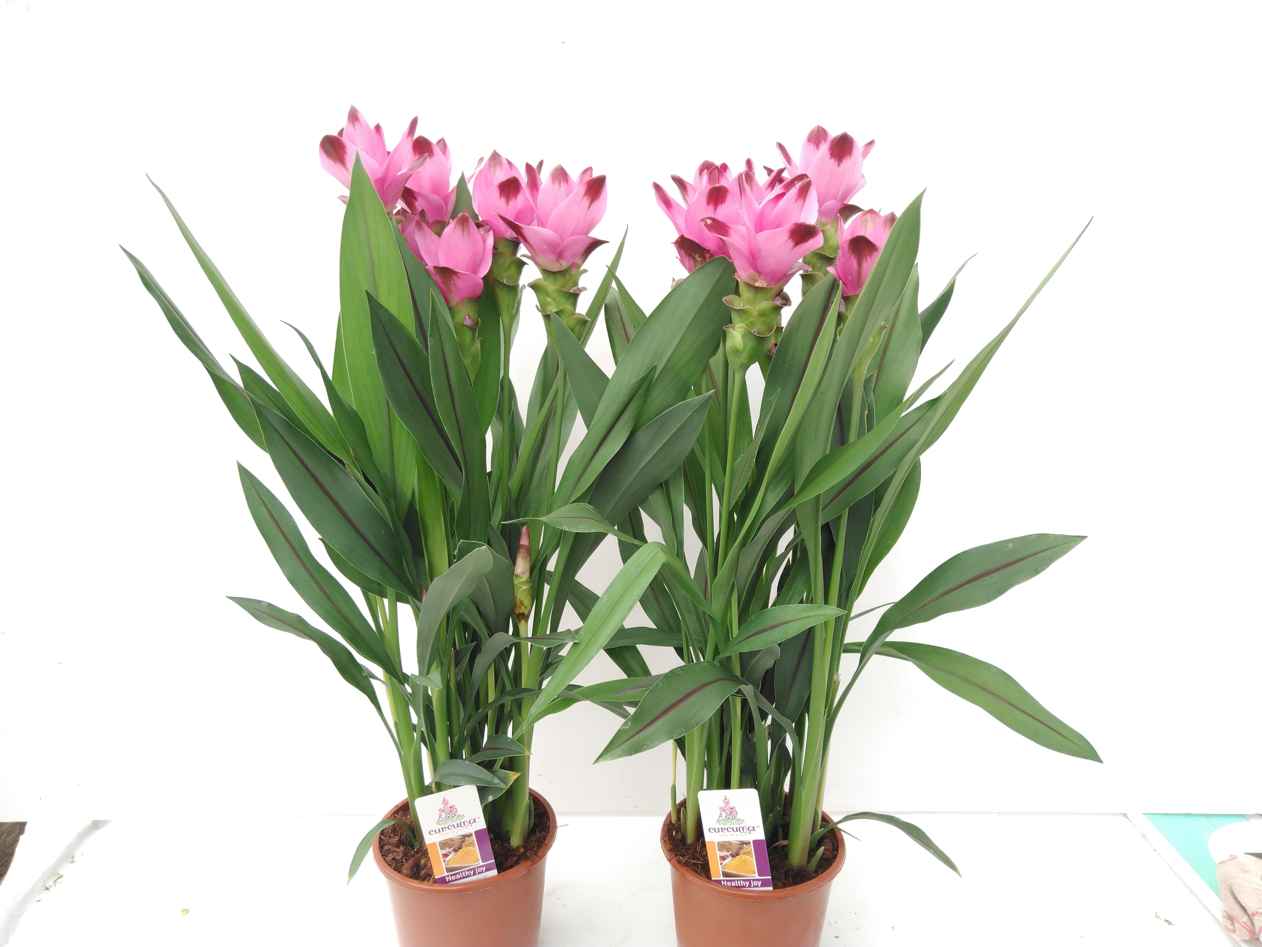 Curcuma Splash