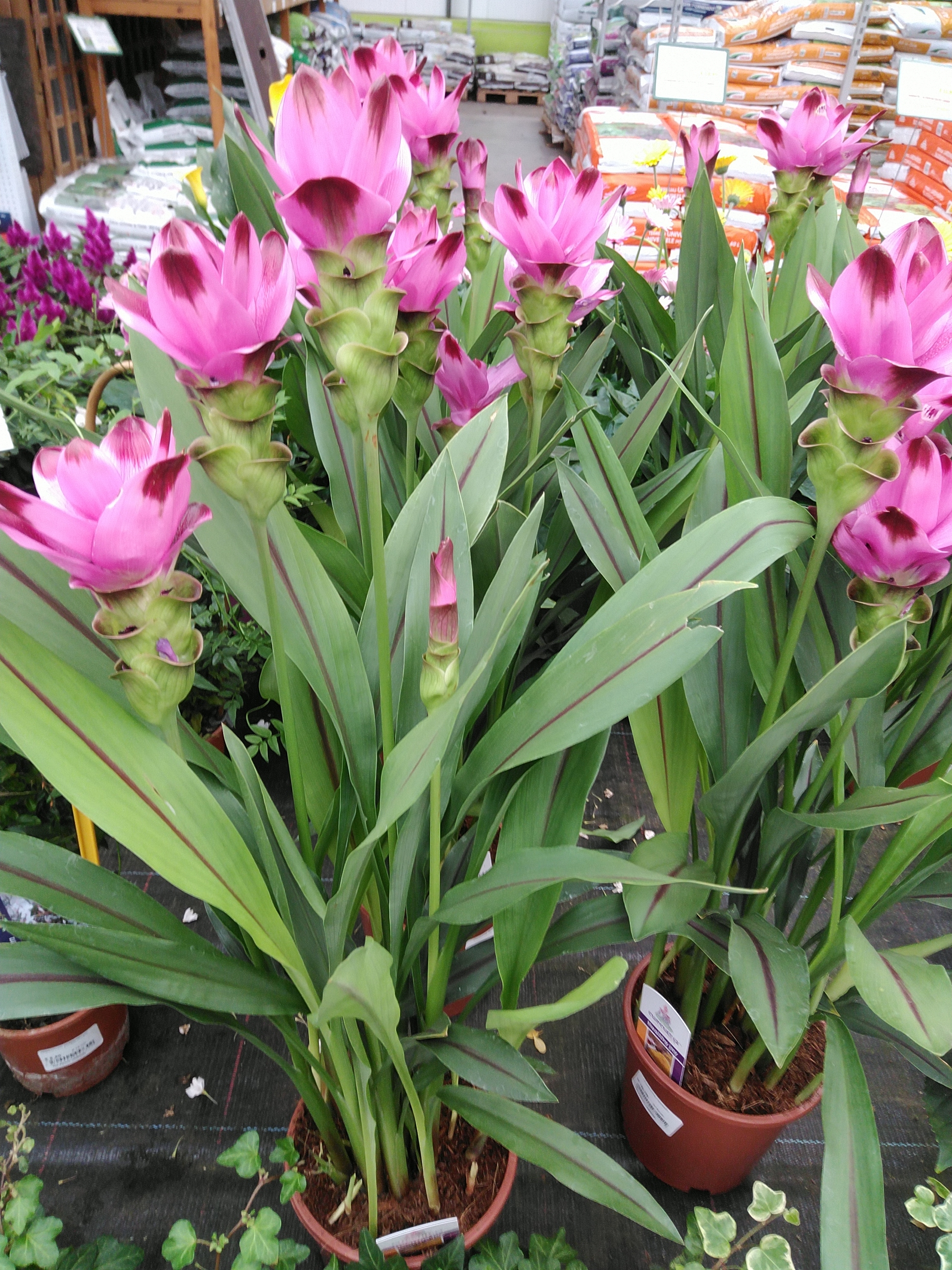 Curcuma Splash