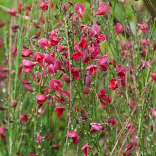 Cytisus 'Boskoop Ruby' Cytisus 'Boskoop Ruby'
