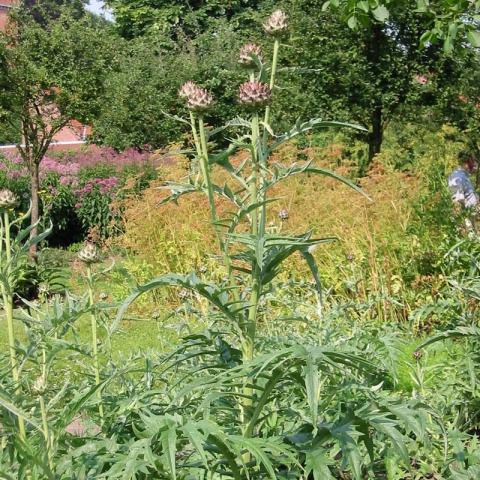Cynara cardunculus