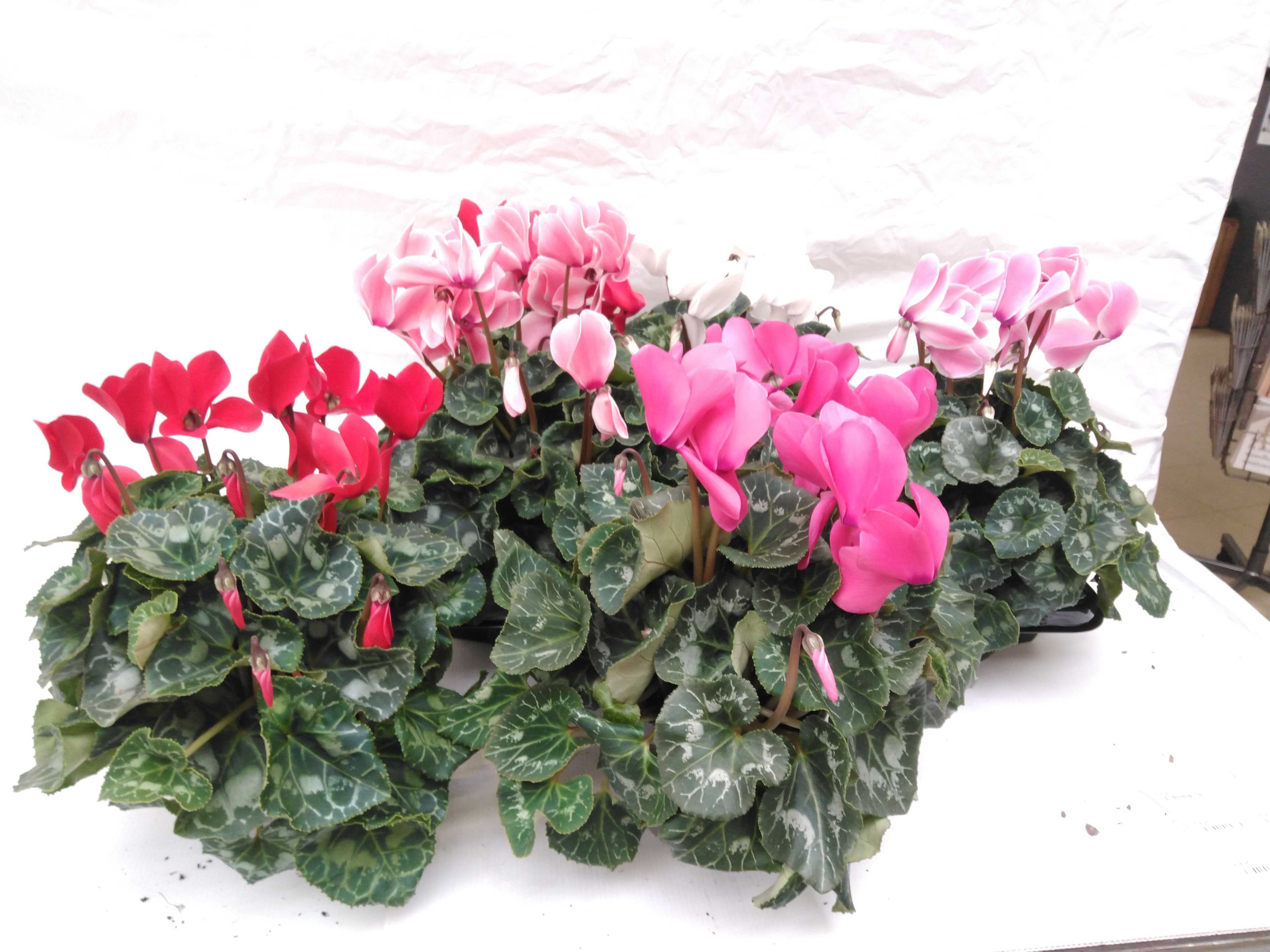 Cyclamen GR 'Rainier' F1