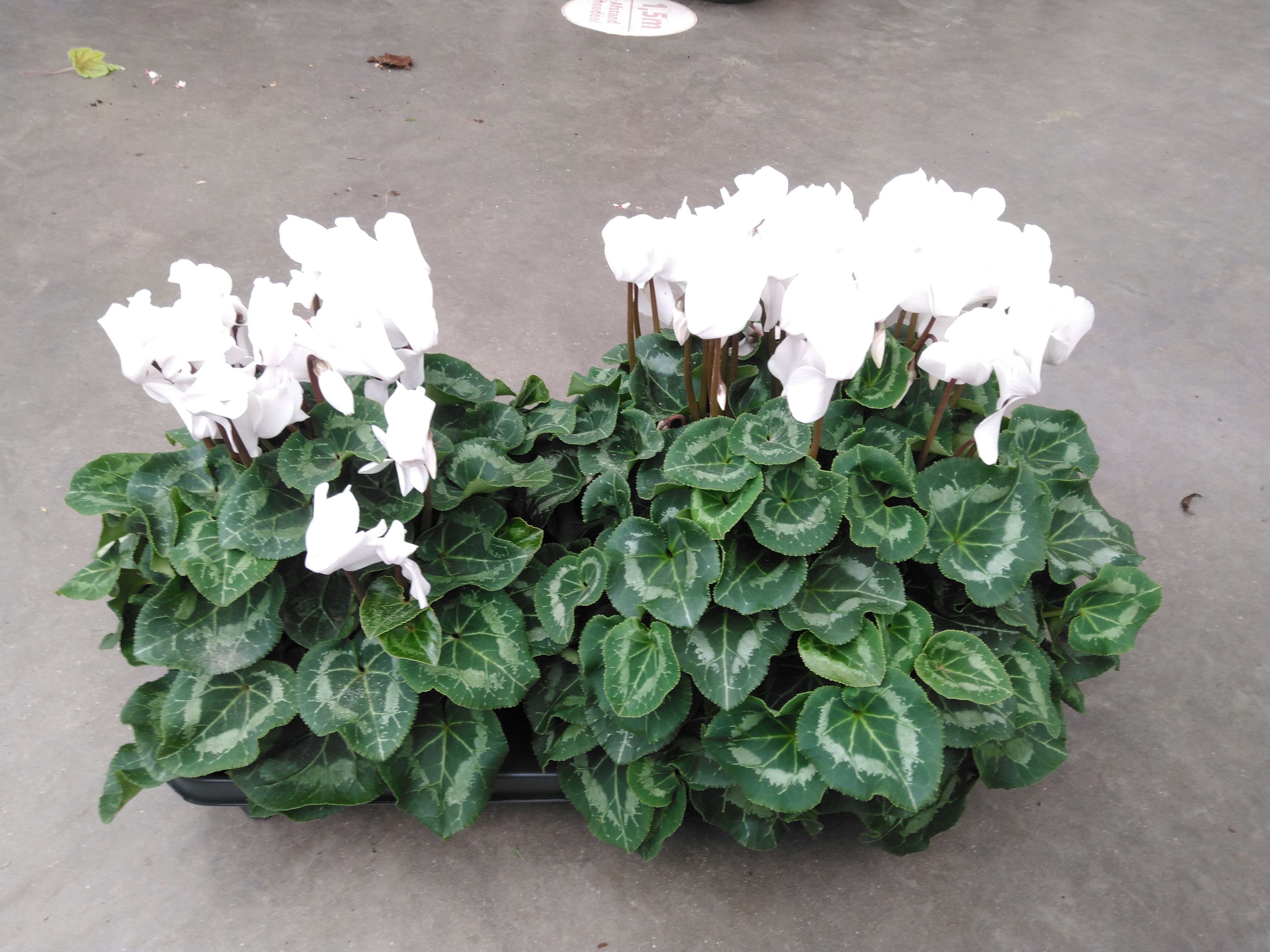 Cyclamen GR 'XL'  White  XL