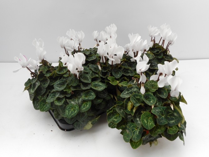 Cyclamen GR 'XL'  White  XL