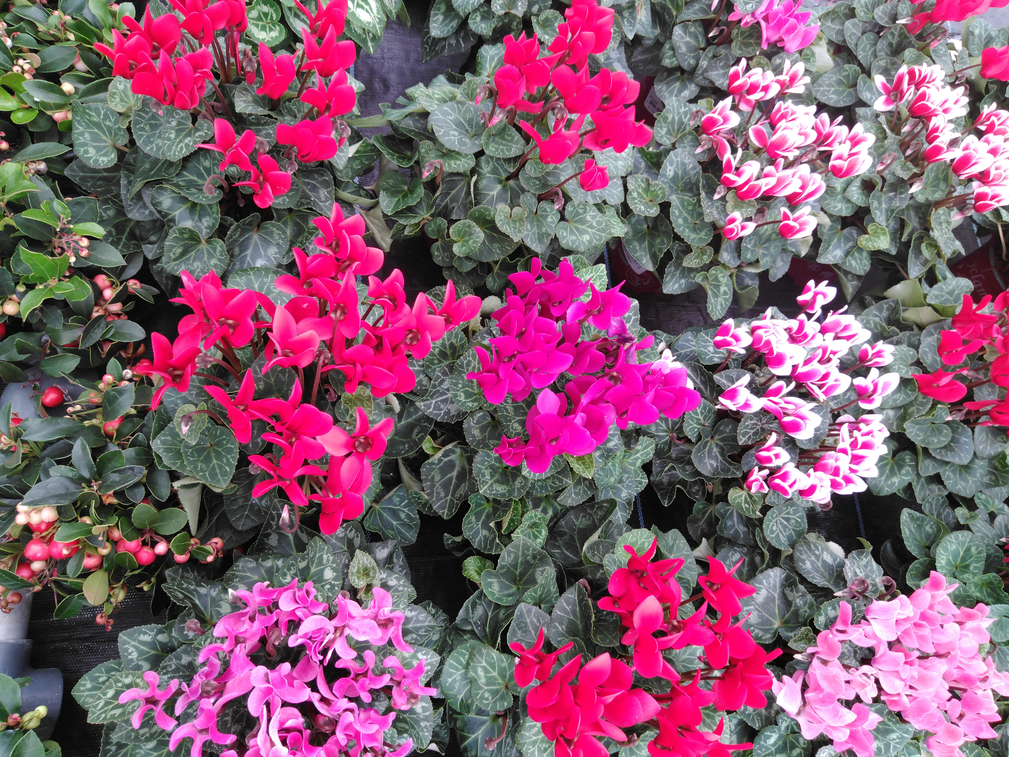 Cyclamen KL 'Carino' Fiorita gemengd