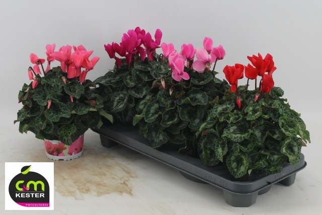 Cyclamen GR 'XL' gemengd
