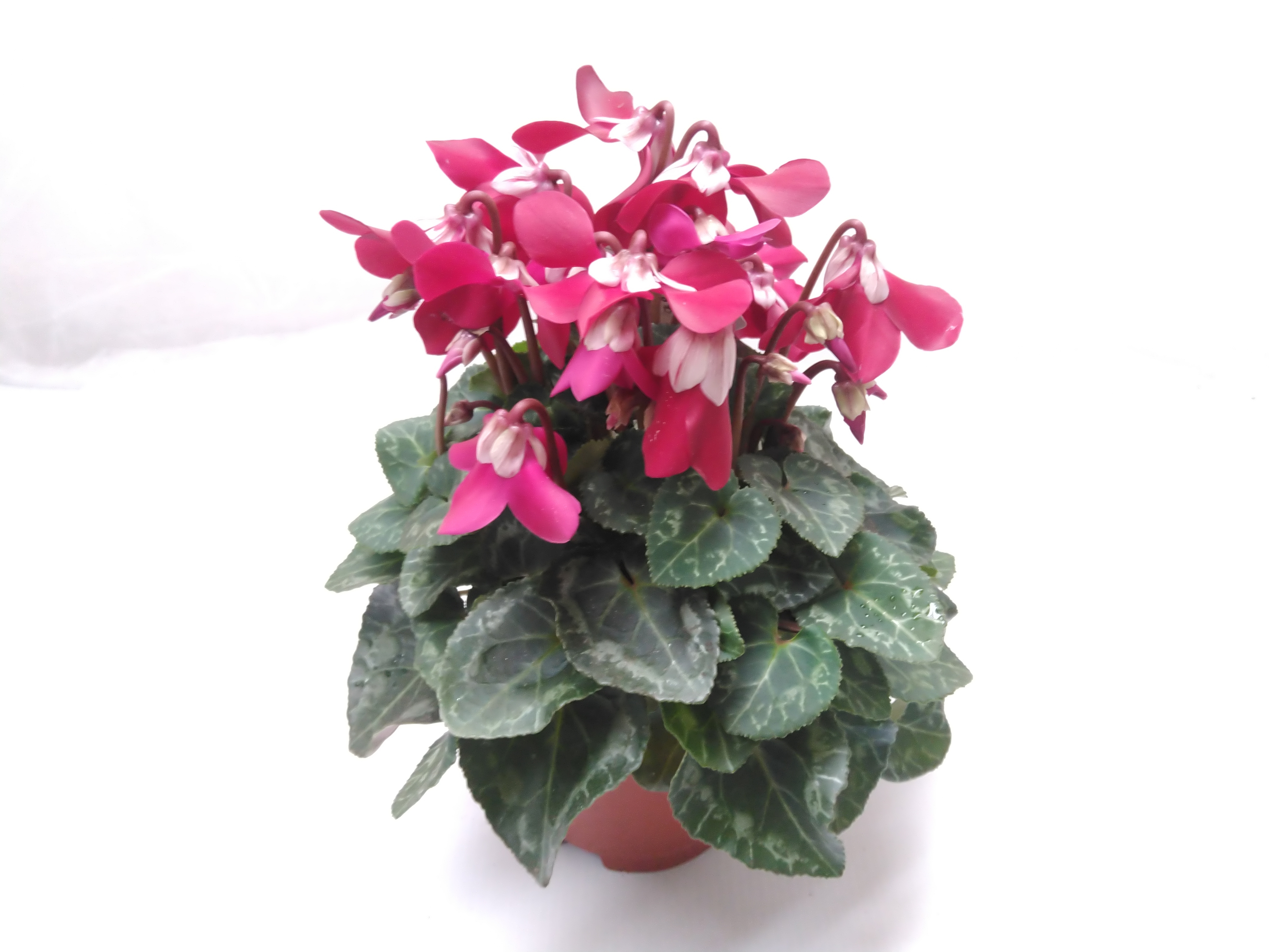 Cyclamen Exclusive Djix