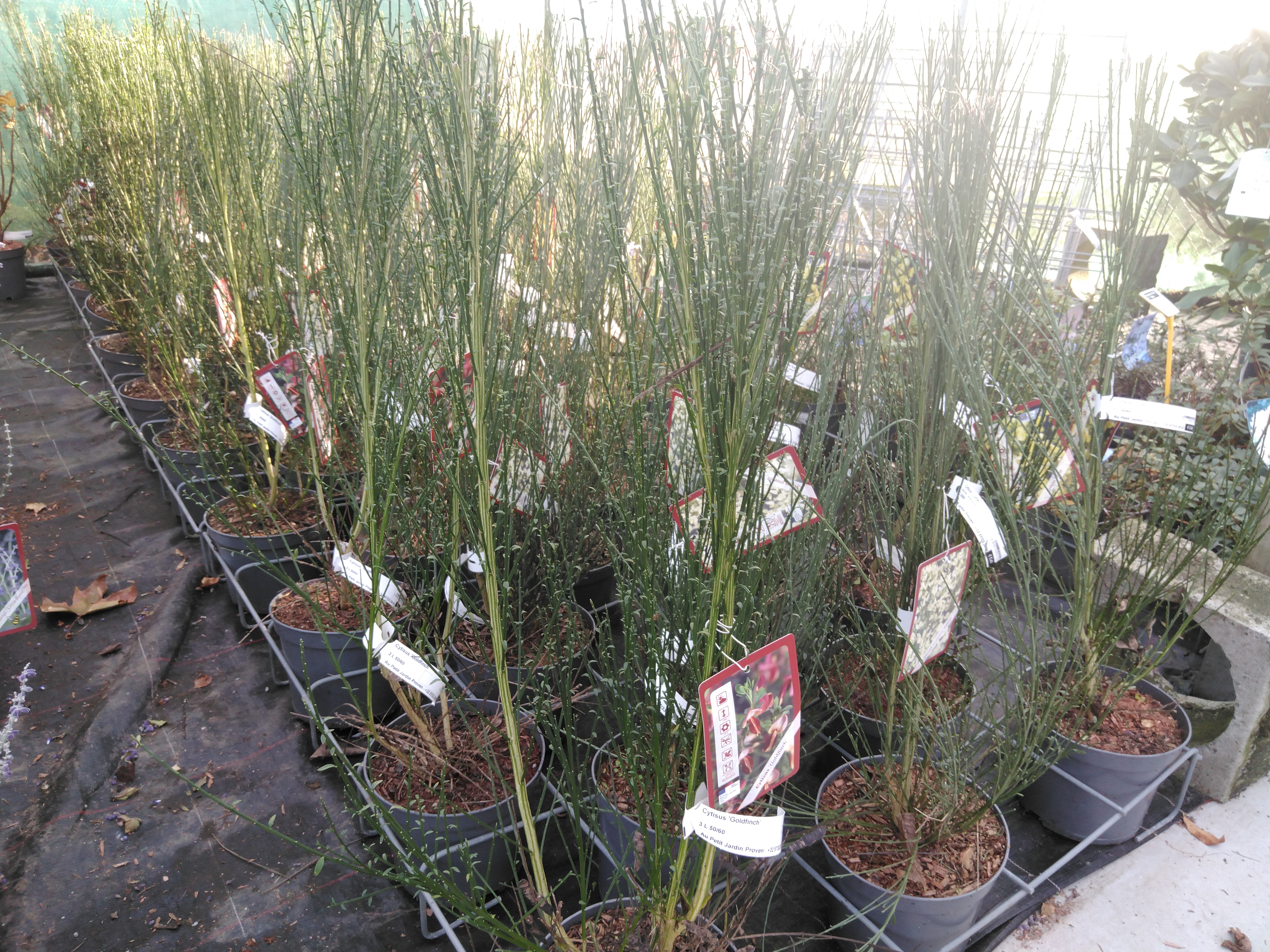 Cytisus 'Goldfinch'