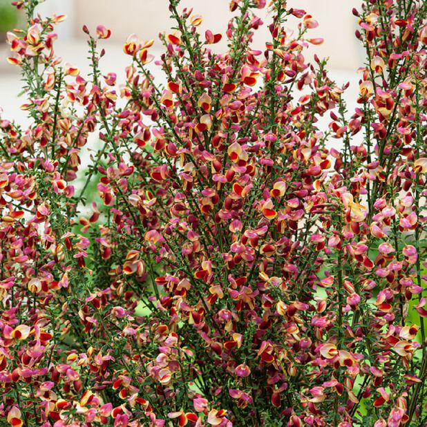 Cytisus 'Goldfinch'