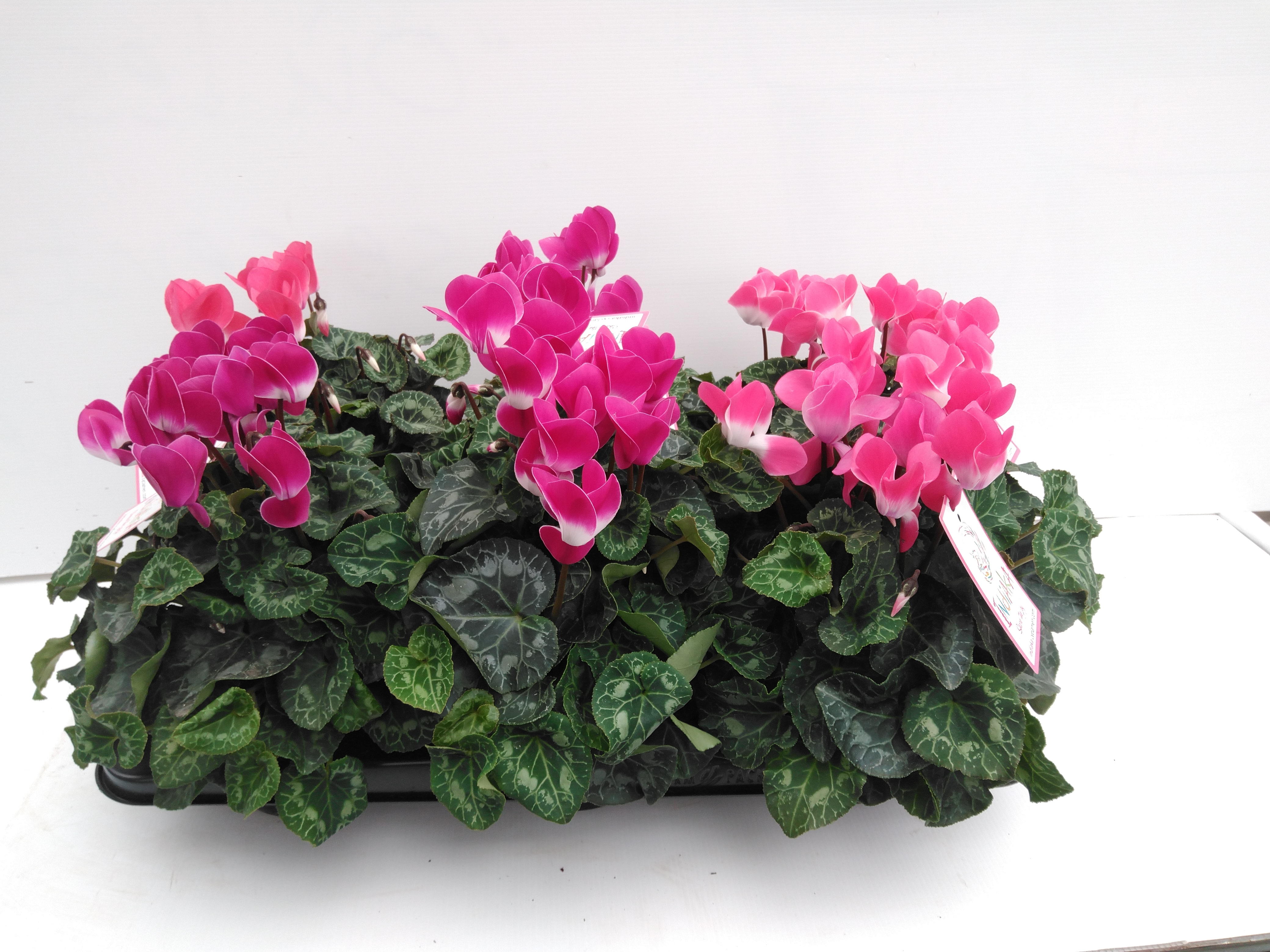 Cyclamen GR 'Prettycoat'