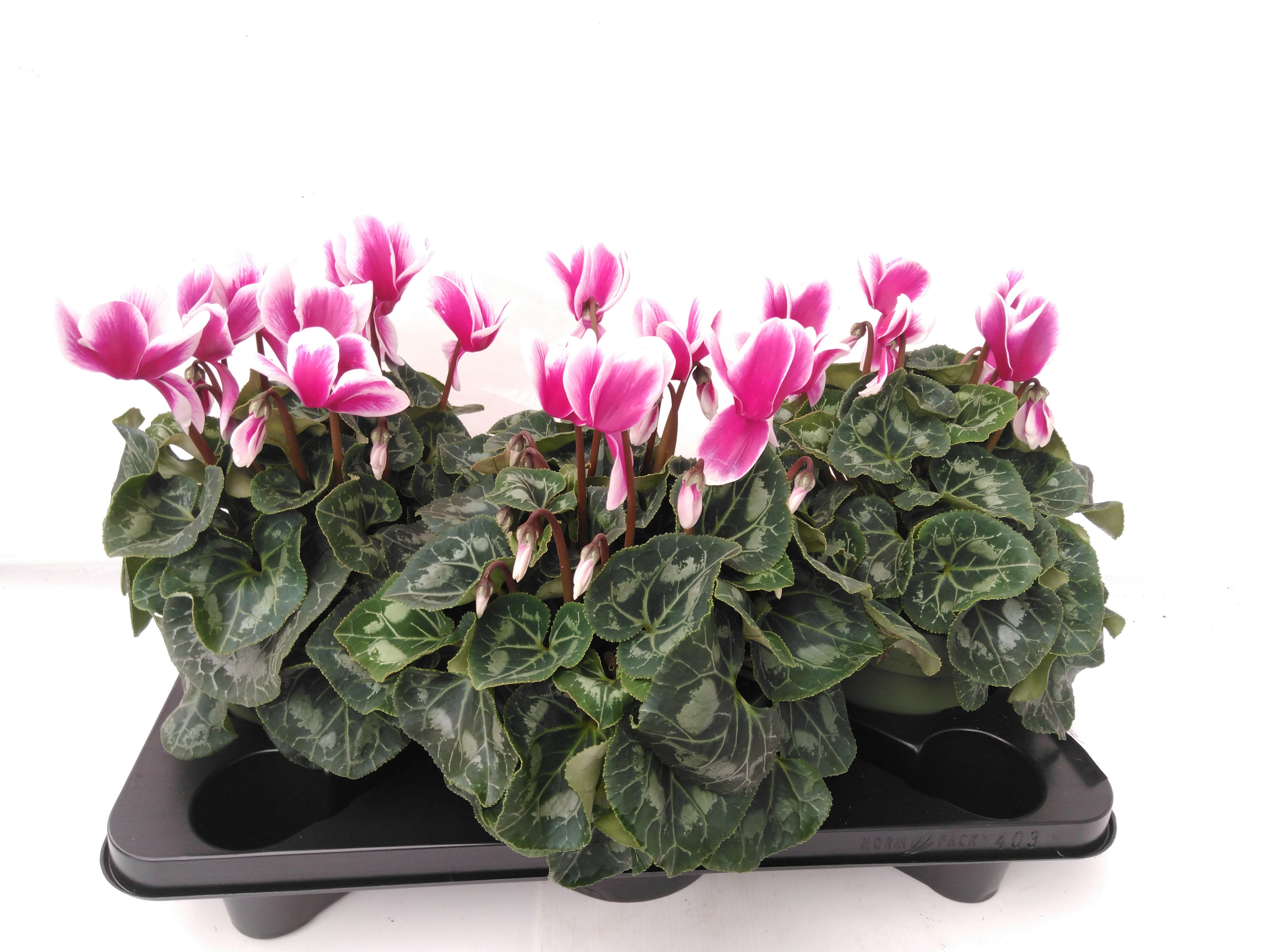 Cyclamen GR 'Halios Fantasia' Snowridge Paars-wit XXL