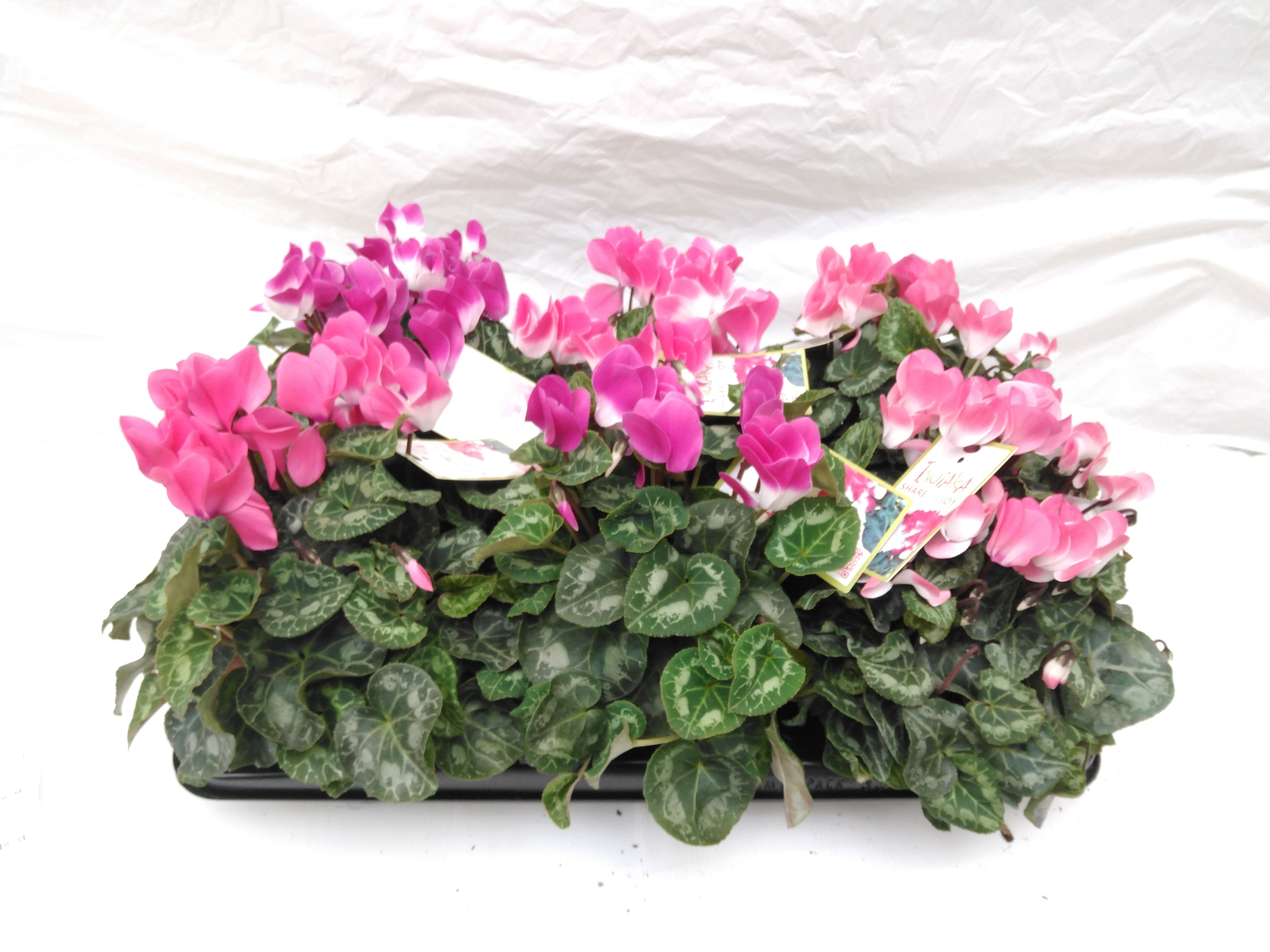 Cyclamen 'Indiaka' Cyclamen 'Indiaka'