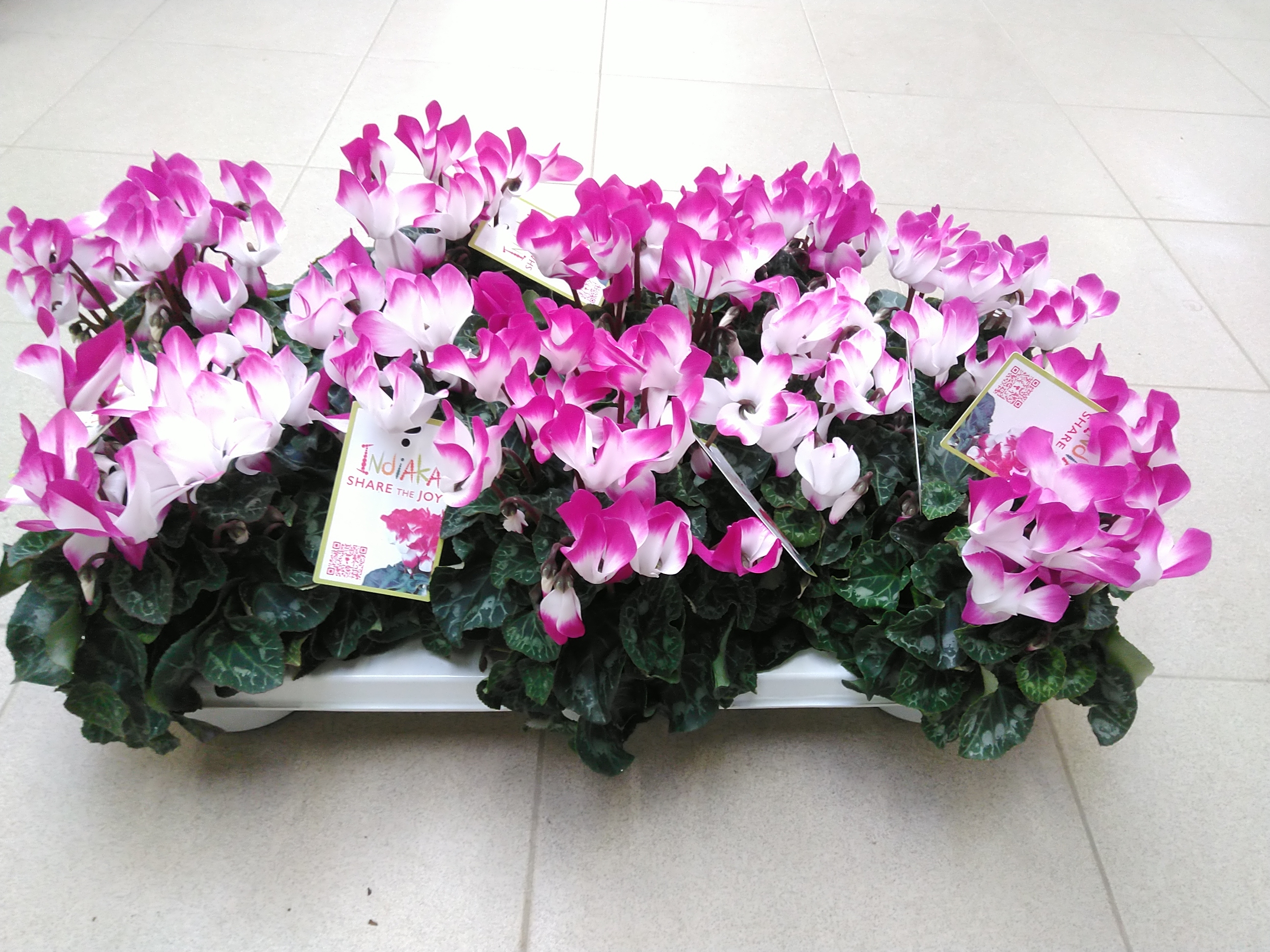 Cyclamen Indiaka Violet