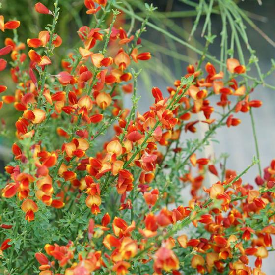 Cytisus 'Lena' Cytisus 'Lena'