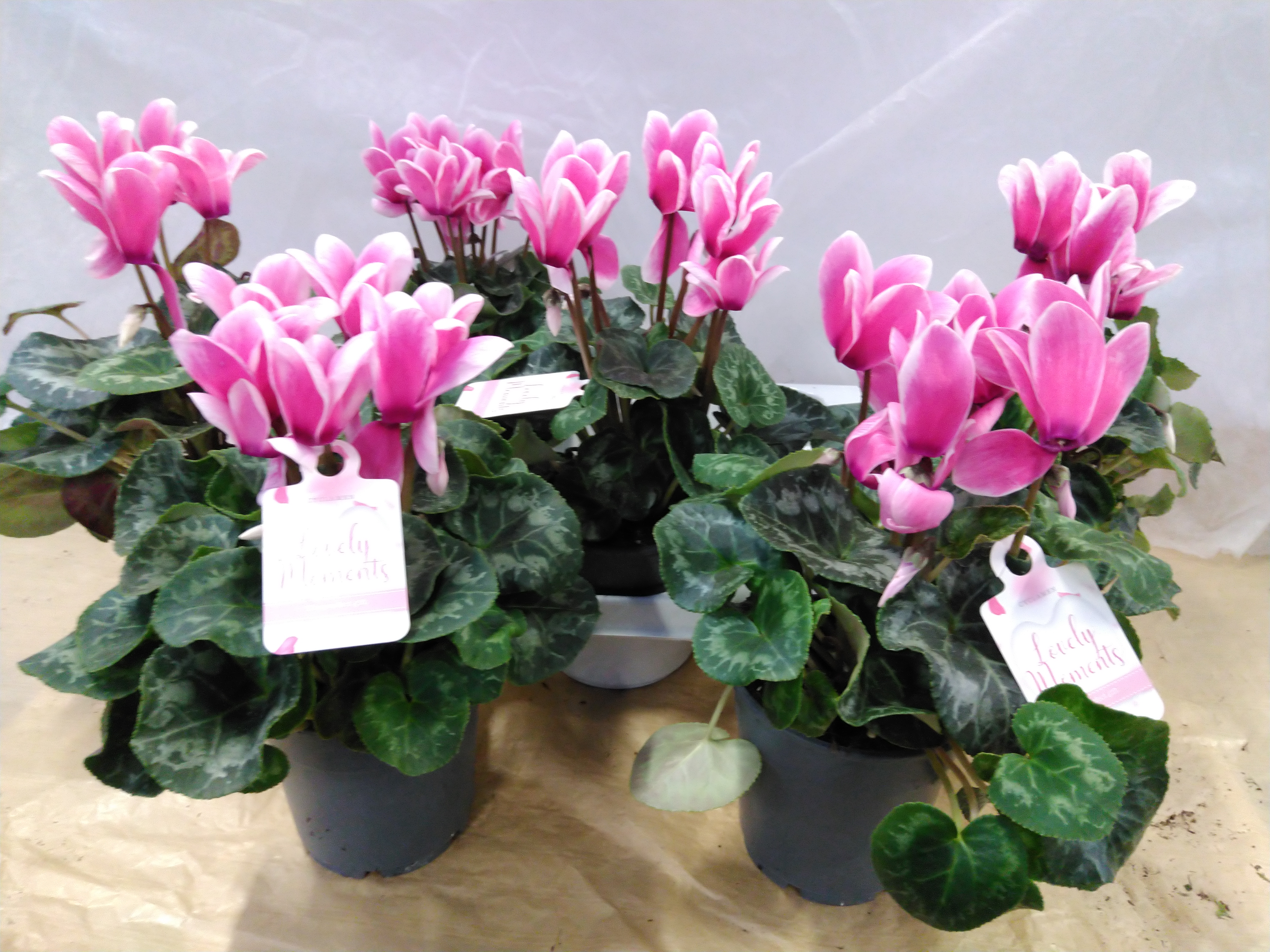 Cyclamen 'Lovely Moments'