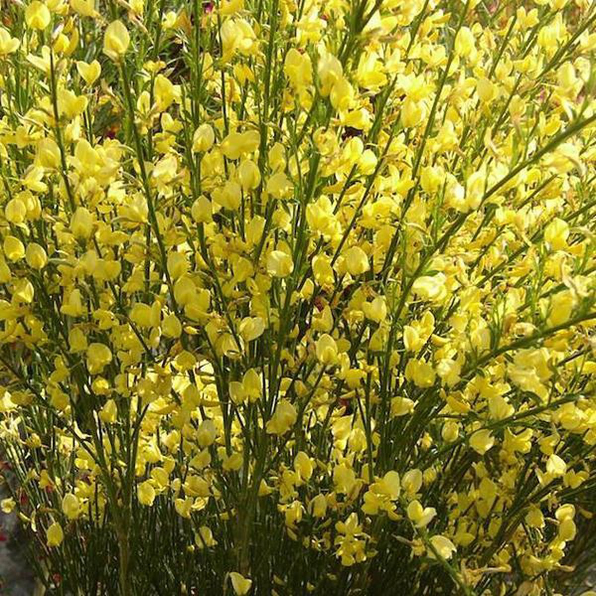 Cytisus 'Luna' Cytisus 'Luna'