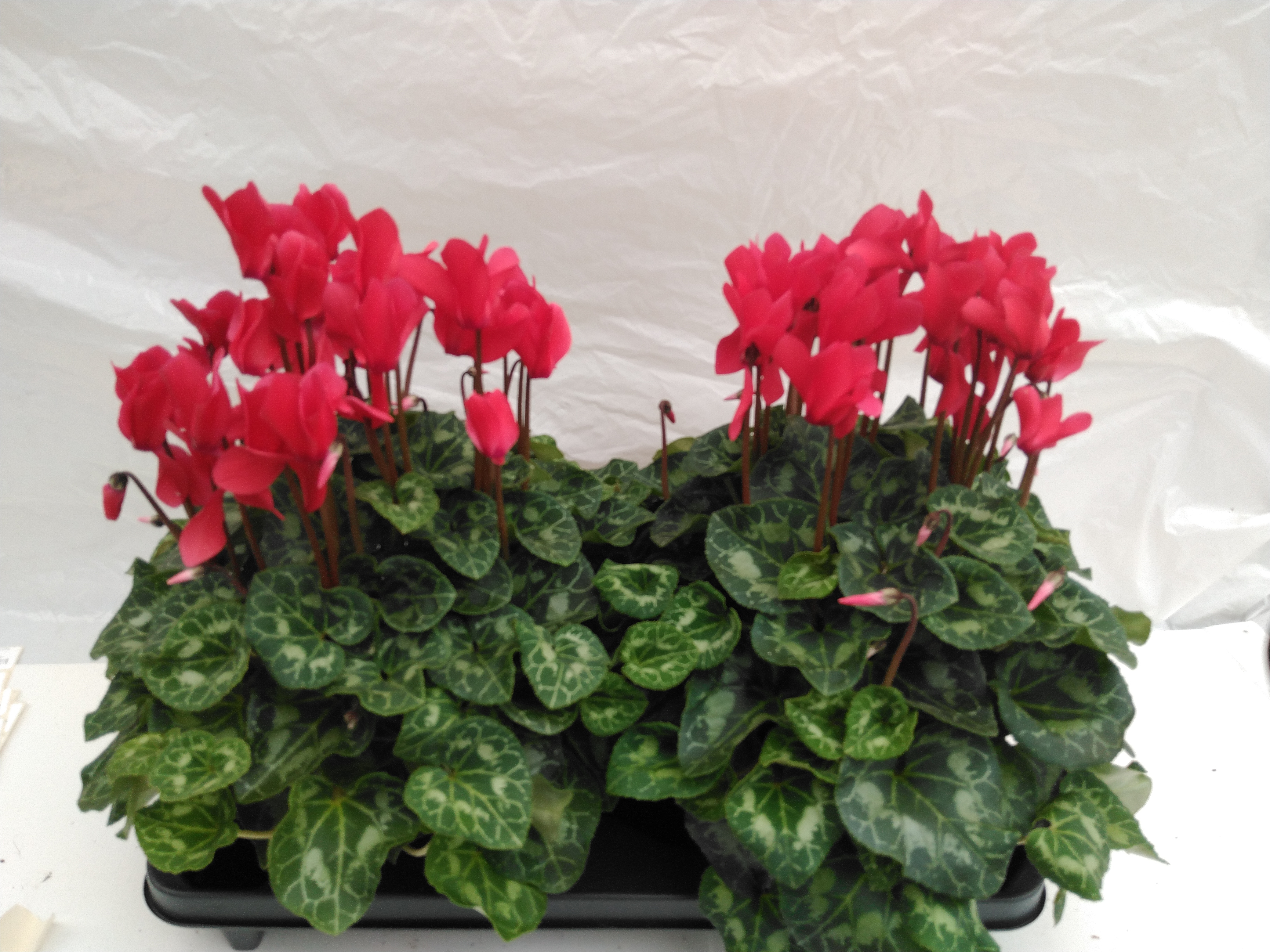 Cyclamen GR 'Mammoth' 'F1 Red' Cyclamen GR 'Mammoth' 'F1 Red'