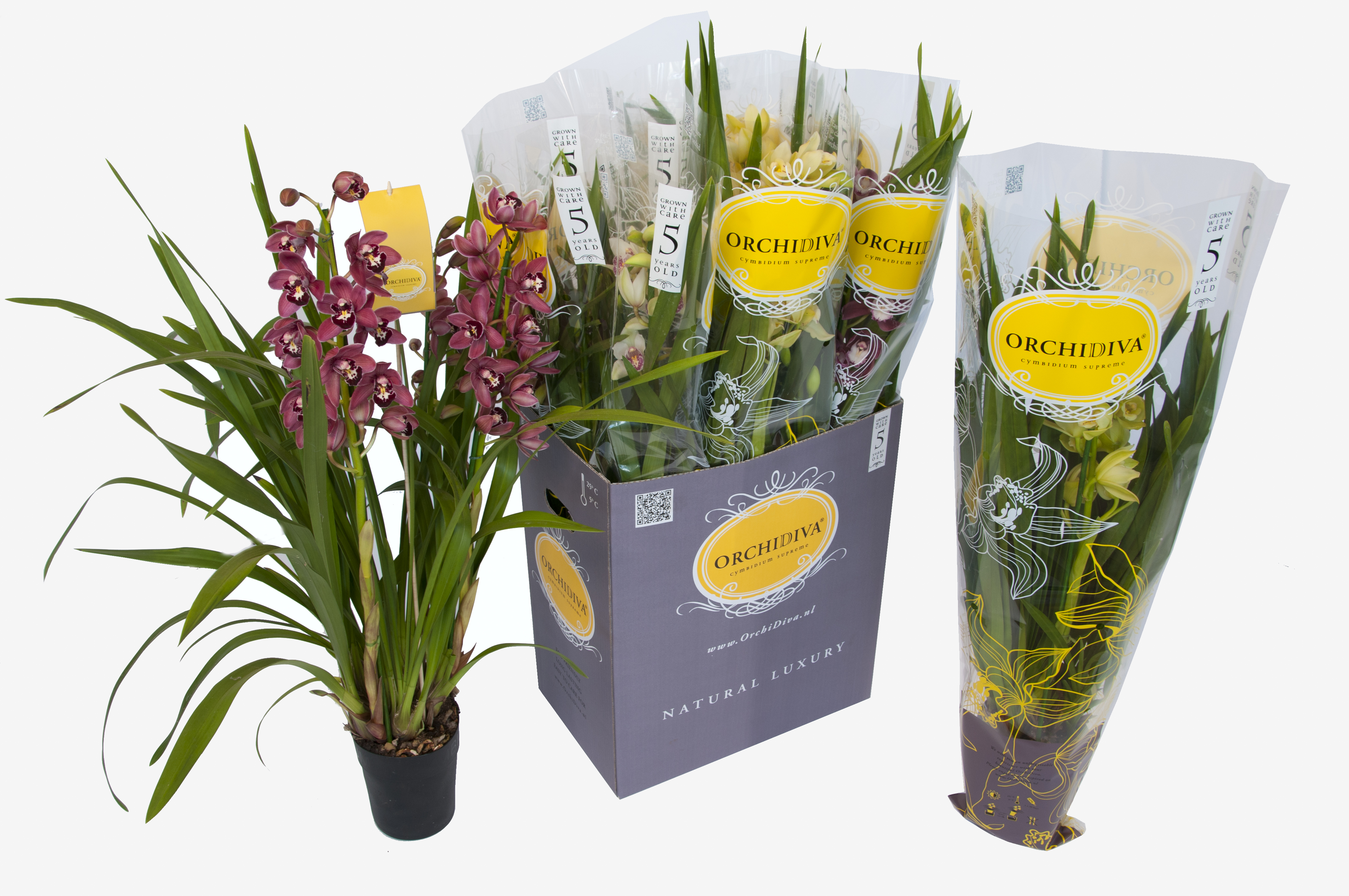 Cymbidium mix 4 tak