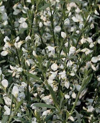 Cytisus praecox 'Albus' Cytisus praecox 'Albus'