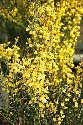 Cytisus praecox 'Allgold' Cytisus praecox 'Allgold'