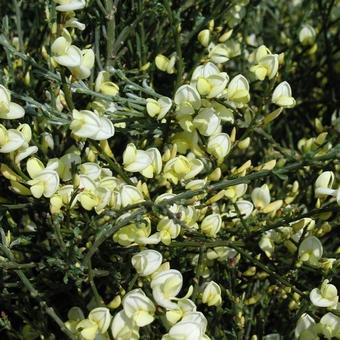 Cytisus praecox Cytisus praecox
