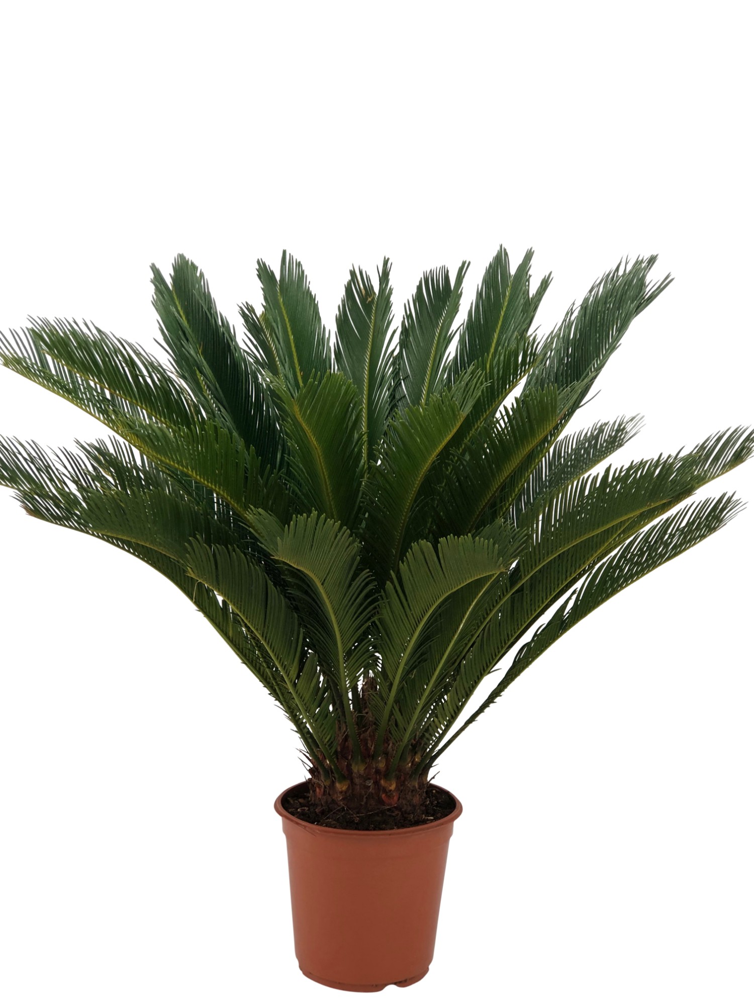 Cycas revoluta Cycas revoluta
