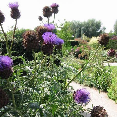 Cynara scolymus - Artisjok - Artichaut Cynara scolymus - Artisjok - Artichaut