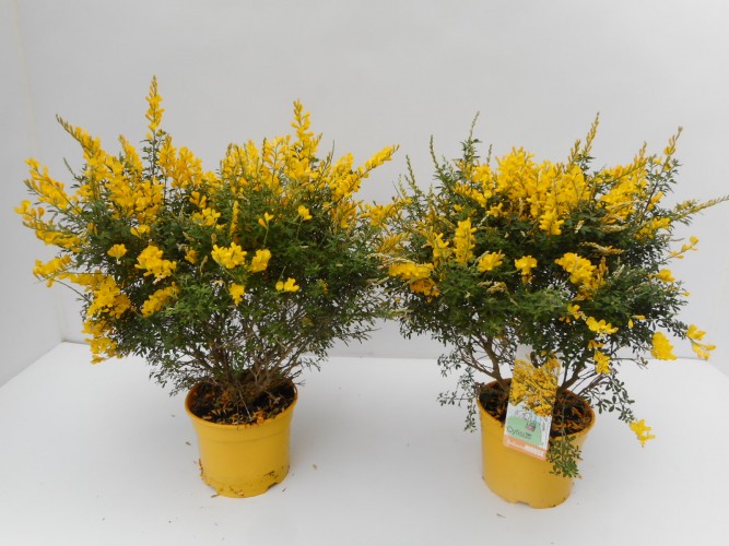 Cytisus x racemosus - Genista