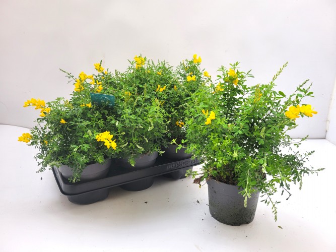 Cytisus x racemosus - Genista