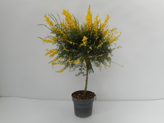 Cytisus x racemosus - Genista op stam