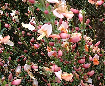 Cytisus 'Zeelandia' Cytisus 'Zeelandia'