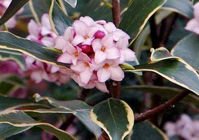 Daphne odora 'Aureomarginata'