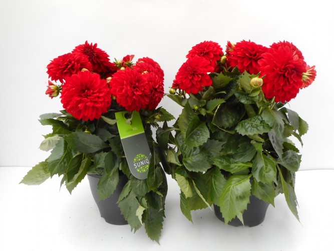 Dahlia 'Suniq® XXL' Mix